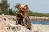 YORKSHIRE TERRIER 267